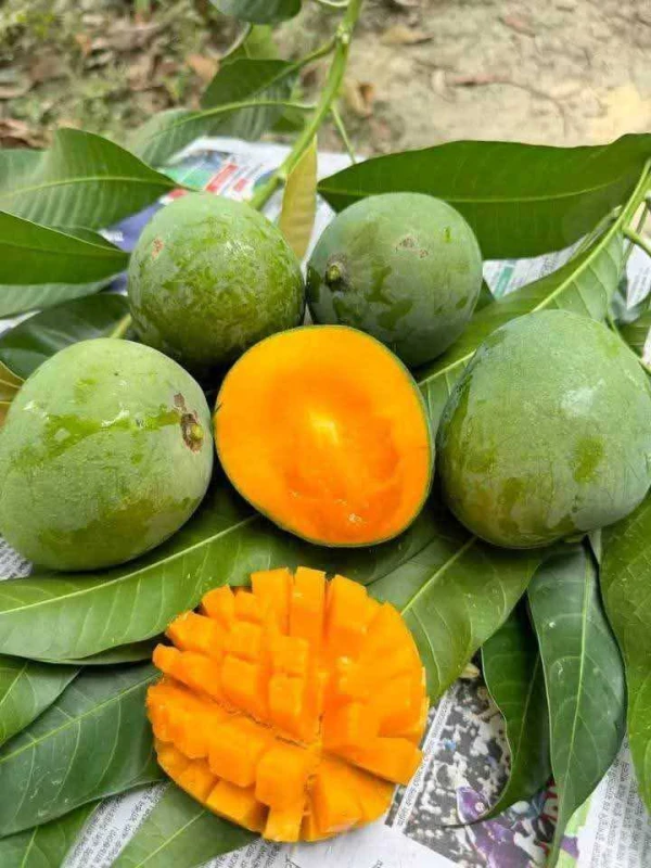 সাতক্ষীরার গোবিন্দভোগ আম