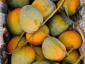 Mango(আম)