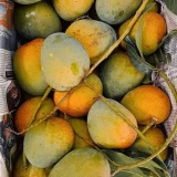 Mango(আম)