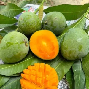 সাতক্ষীরার গোবিন্দভোগ আম